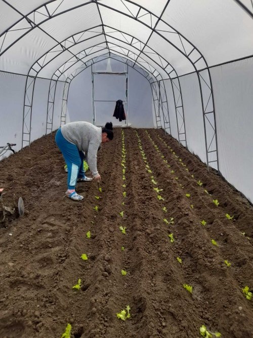Gergana plants a new crop in her greenhouse